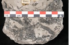 Foto (Detailansicht) von Lepidodendron selaginoides Sternbg. (NHMW-GEO-2024-0188-11037)
